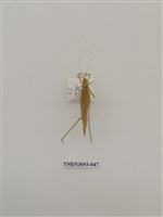 藏品(直翅目(1))的圖片